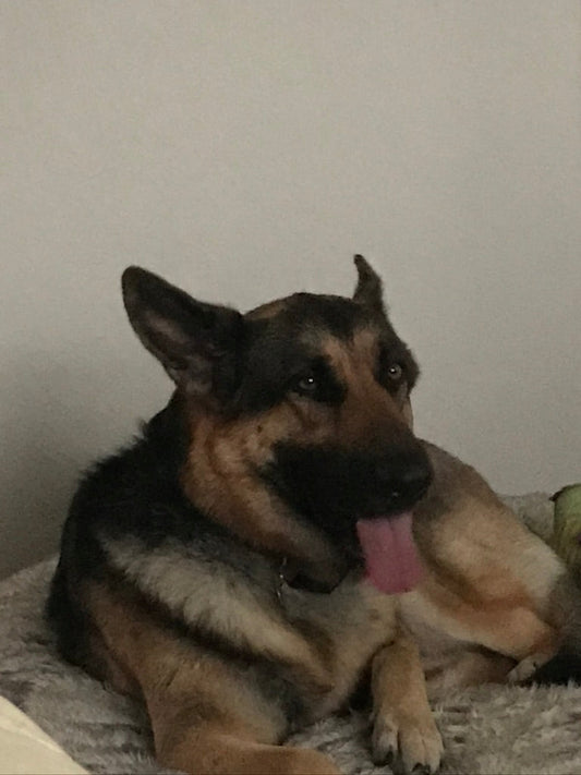 Easy ways to teach your dog tricks