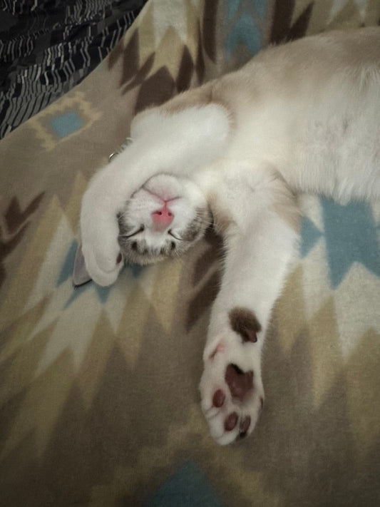 Deciphering your cat’s language