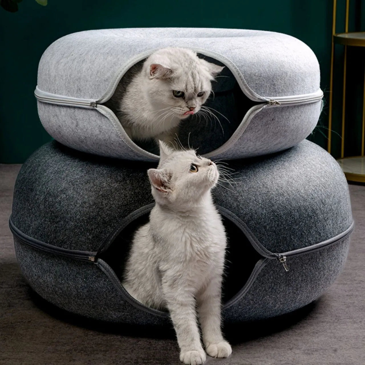 T&G - Cat Donut Tunnel